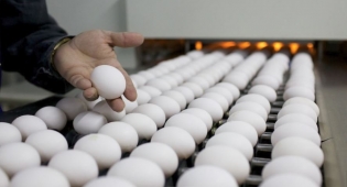 Фабрика яєць - фото