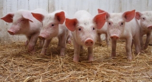 Ферма зі свинями - фото