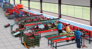 Робота в Англії сортування овочів і фруктів - фото