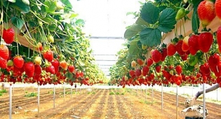 Збір полуниці на сучасній фермі в Великобританії - фото